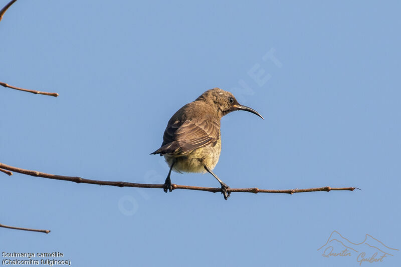 Carmelite Sunbird