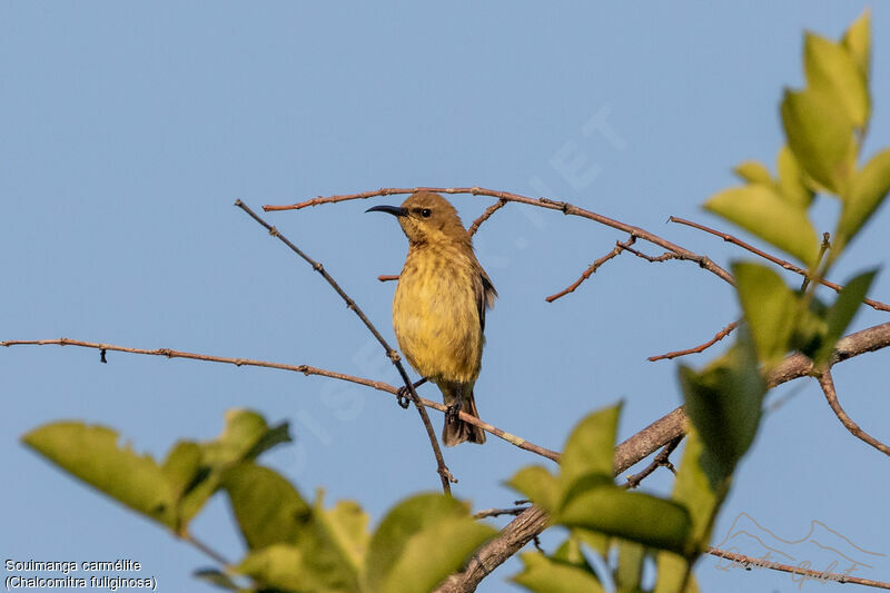 Carmelite Sunbird