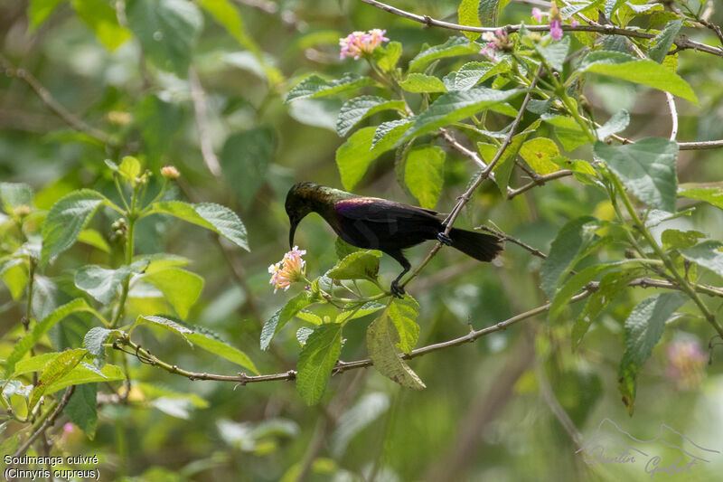 Copper Sunbird