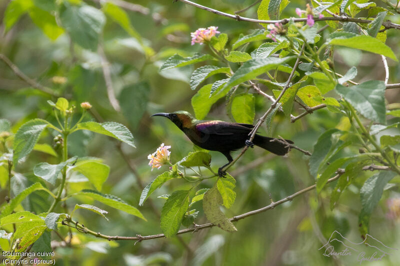 Copper Sunbird male adult