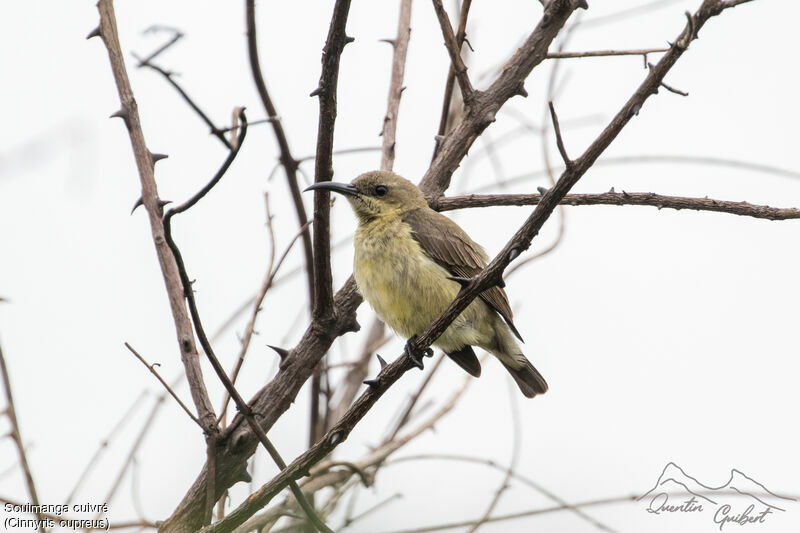 Copper Sunbird female adult