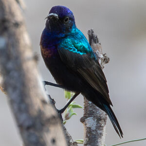 Souimanga de Hellmayr