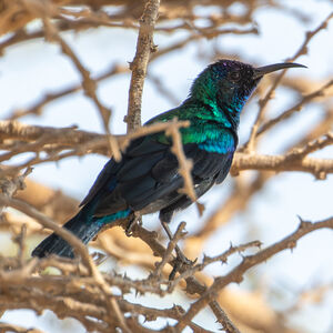 Souimanga de Hellmayr