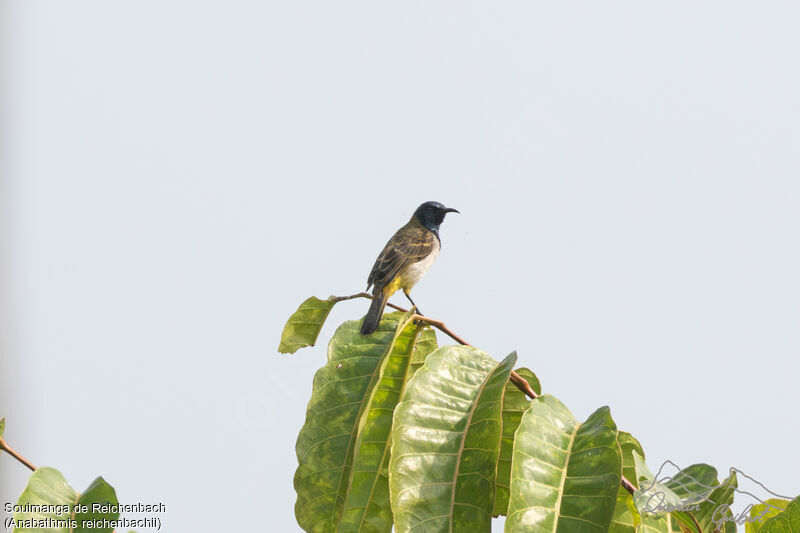 Reichenbach's Sunbird, identification