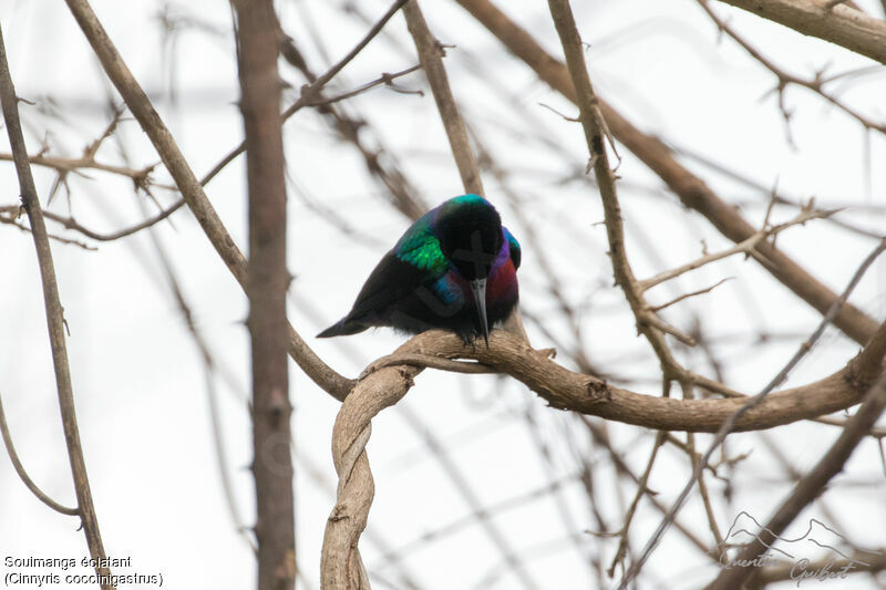 Splendid Sunbird male adult breeding