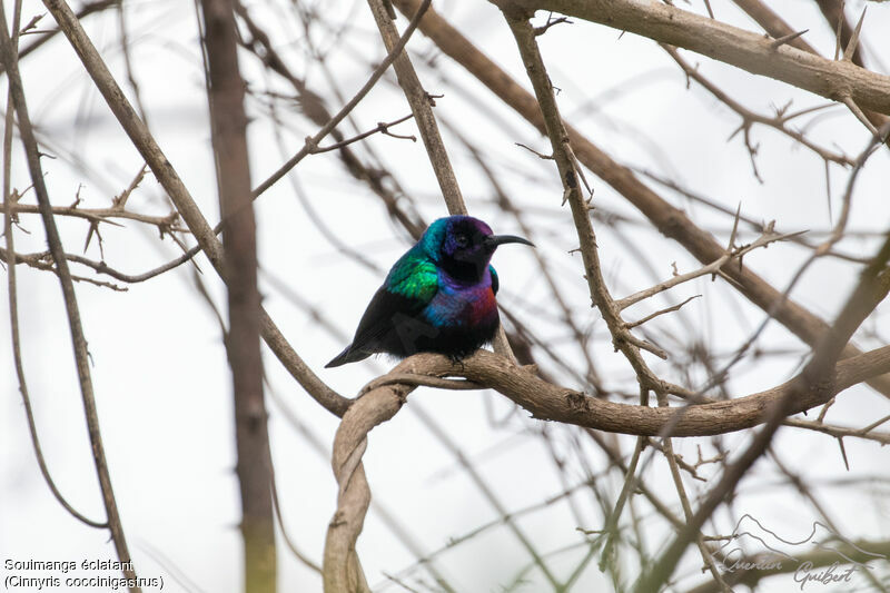 Splendid Sunbird male adult breeding, identification