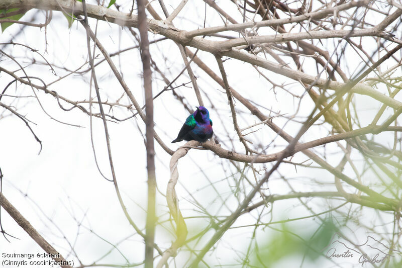 Splendid Sunbird male adult breeding, identification