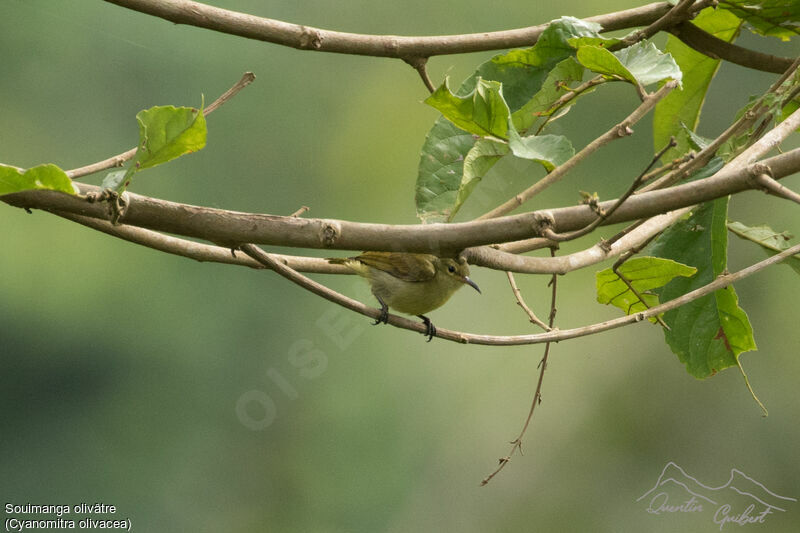 Olive Sunbird