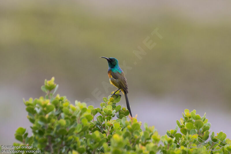 Orange-breasted Sunbird male adult