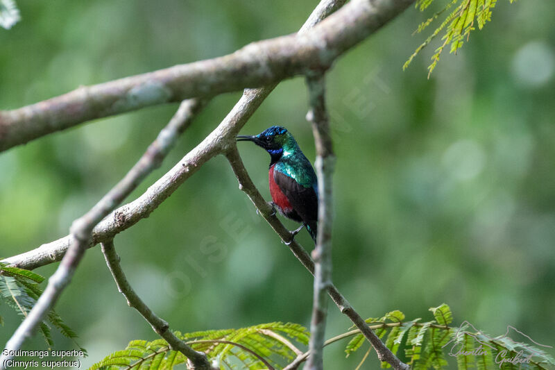 Superb Sunbird