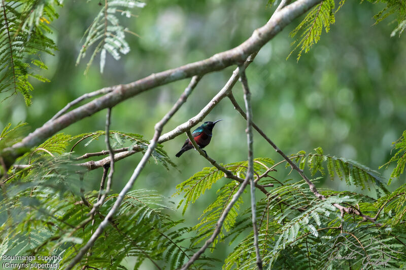 Superb Sunbird