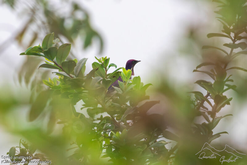 Violet-backed Starling