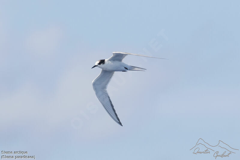 Sterne arctique, identification, Vol