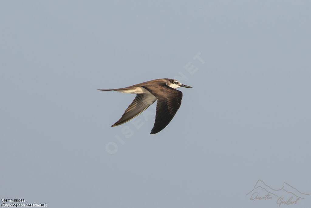 Sterne bridée, identification, Vol