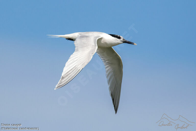 Sandwich Ternadult, identification, Flight