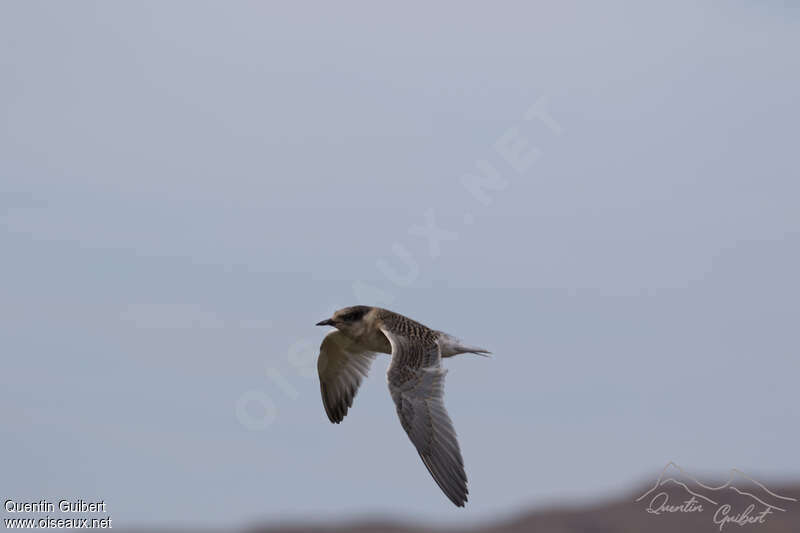 Antarctic Ternjuvenile, pigmentation, Flight