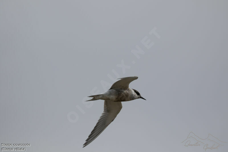 Antarctic Tern