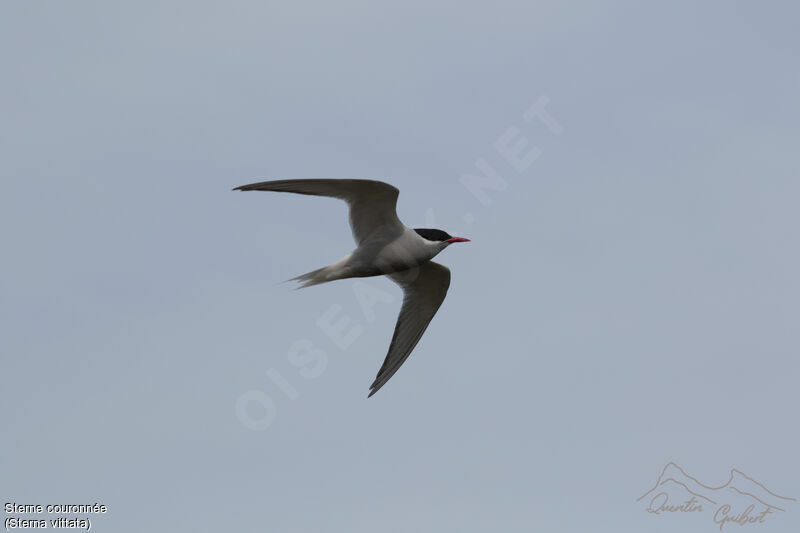 Antarctic Tern