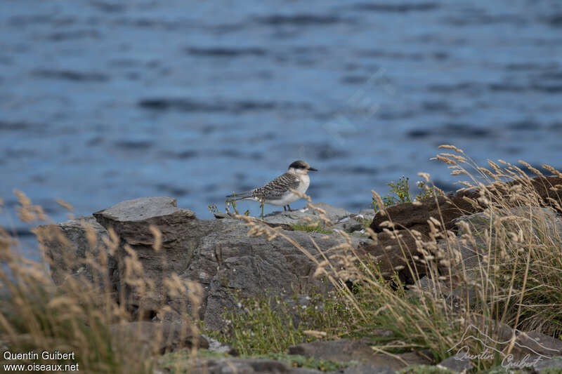 Sterne couronnéejuvénile, habitat