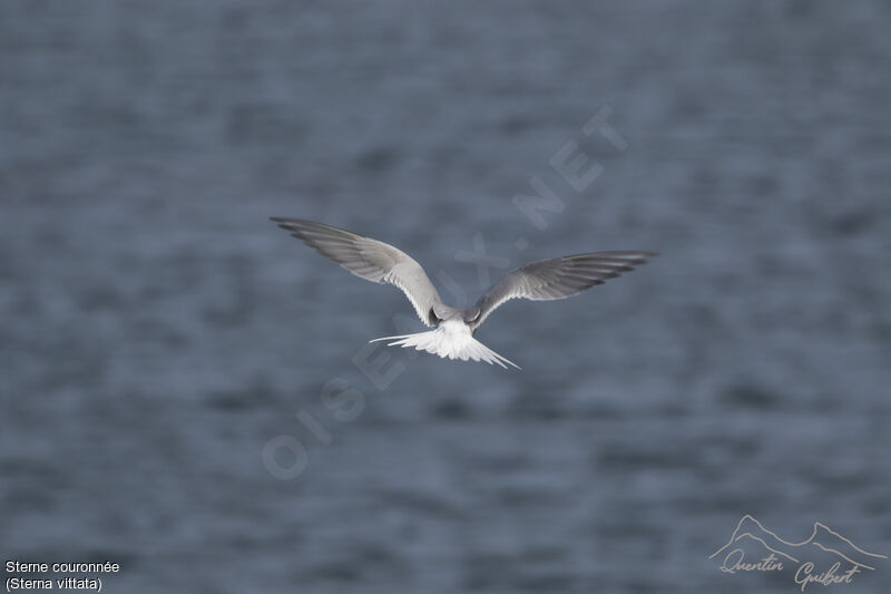 Antarctic Tern