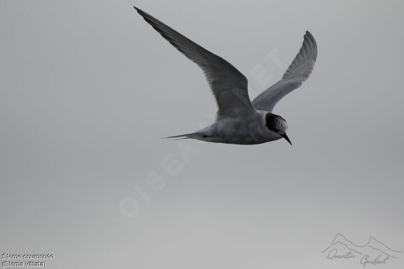 Antarctic Tern