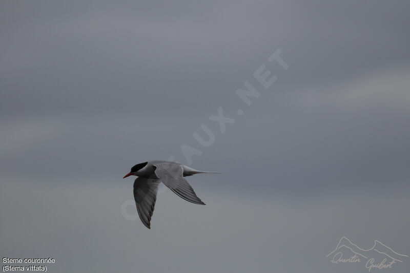 Antarctic Tern