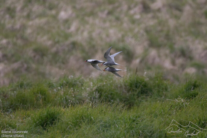 Antarctic Ternadult breeding, Flight, courting display