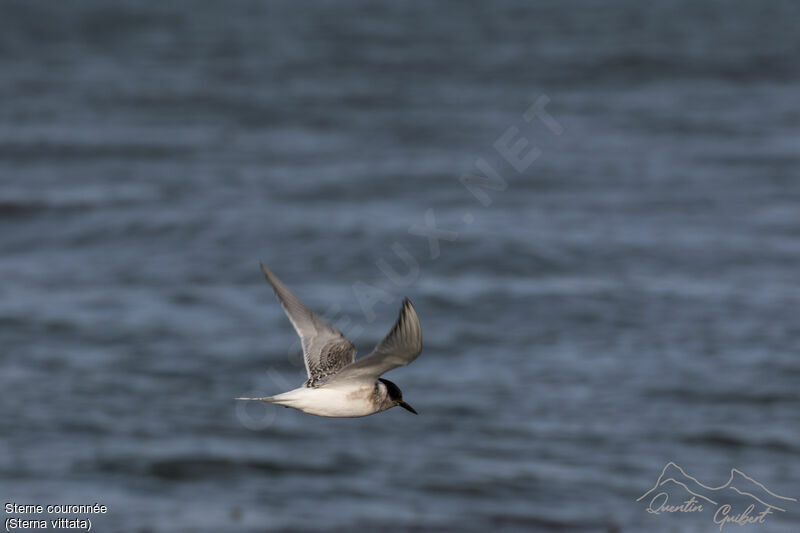 Antarctic Ternjuvenile, Flight