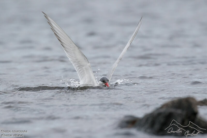 Sterne couronnéeadulte nuptial, pêche/chasse