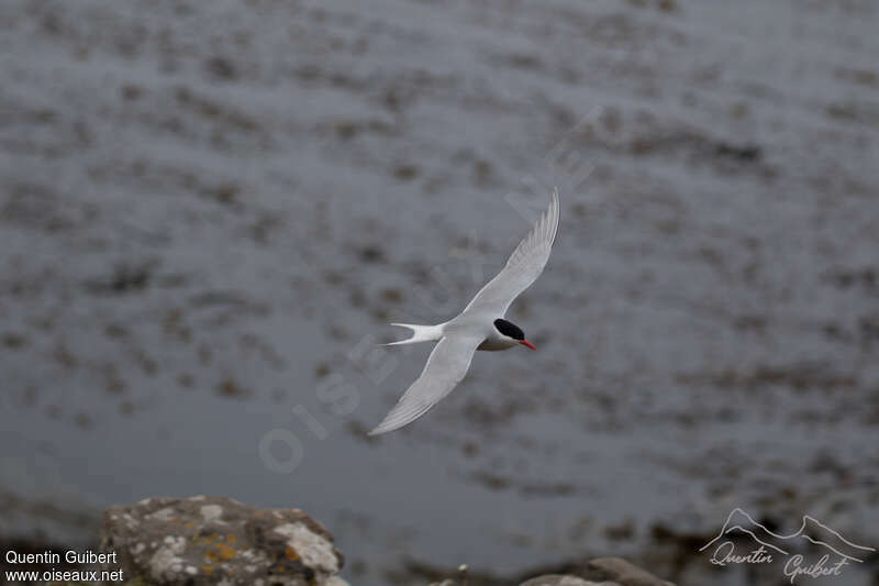 Antarctic Ternadult, pigmentation, Flight