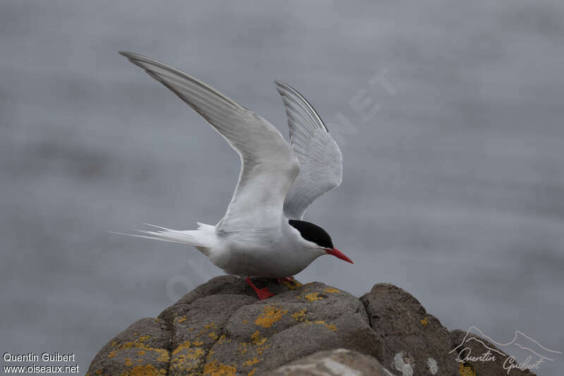 Antarctic Ternadult breeding, aspect, pigmentation