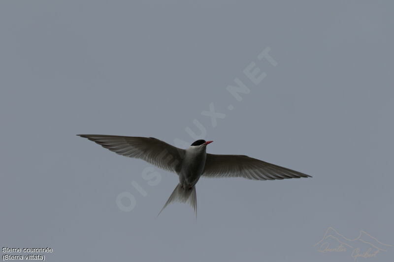 Antarctic Tern