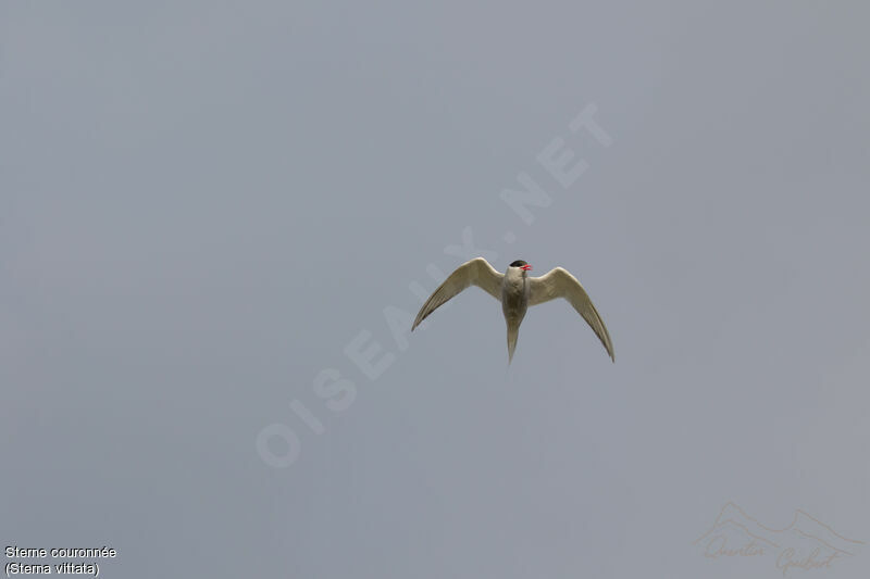 Antarctic Tern