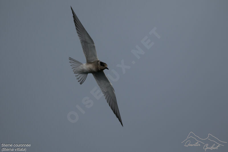 Antarctic Tern