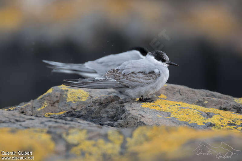 Kerguelen TernSecond year, identification