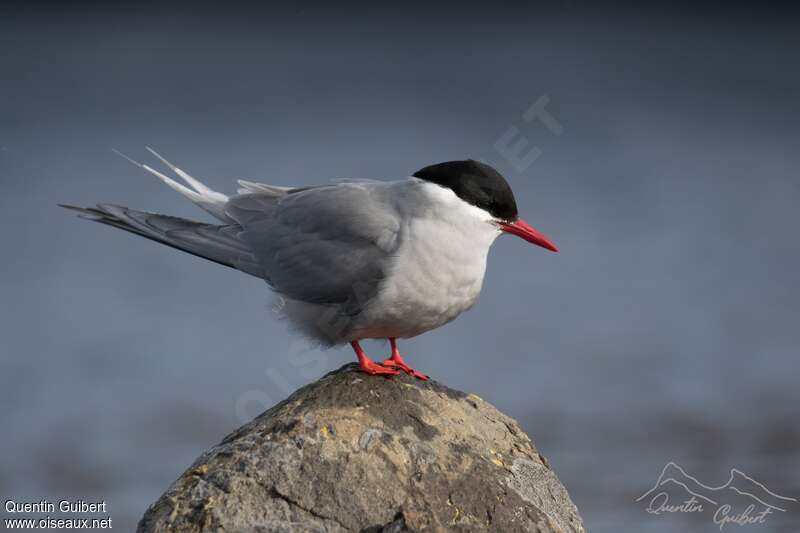 Kerguelen Ternadult, identification