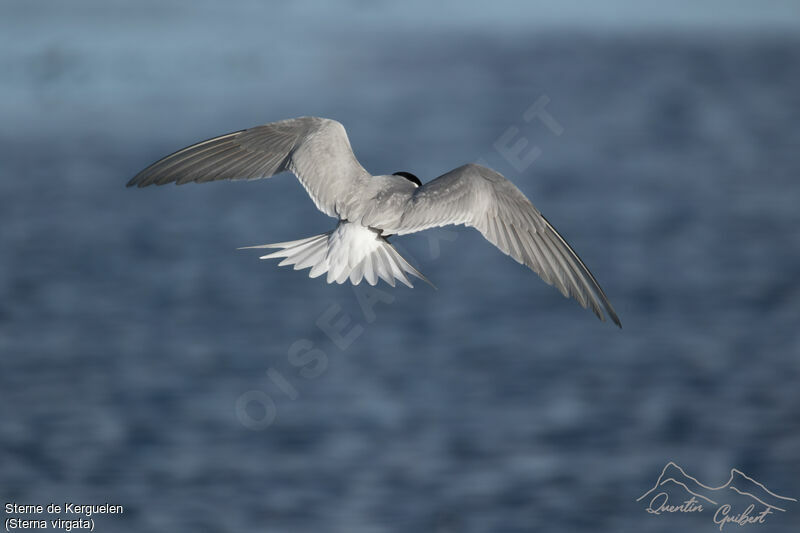 Kerguelen Tern