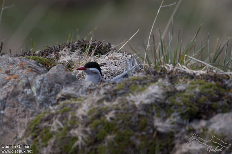 Kerguelen Ternadult, habitat, Reproduction-nesting