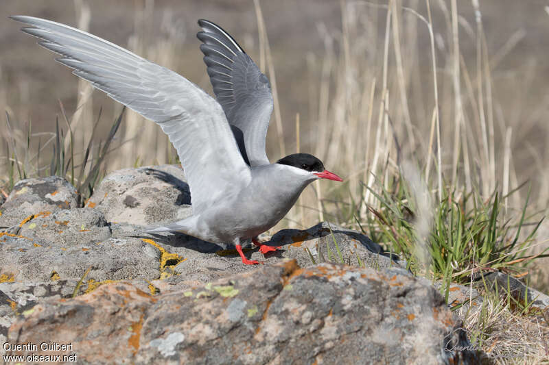 Kerguelen Ternadult breeding, aspect, pigmentation, Behaviour