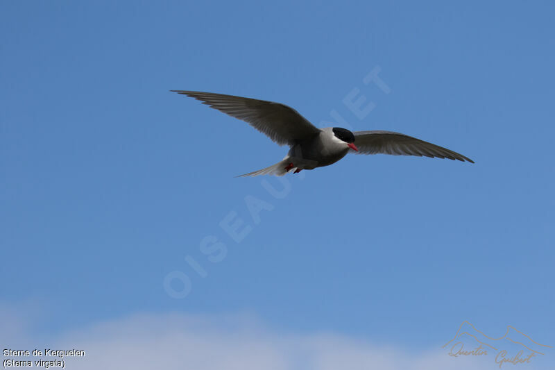 Kerguelen Ternadult, Flight