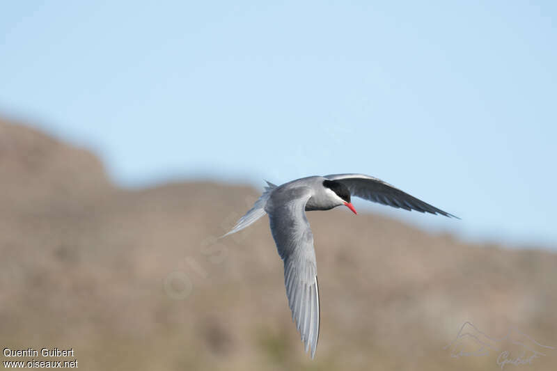 Kerguelen Ternadult, pigmentation, Flight