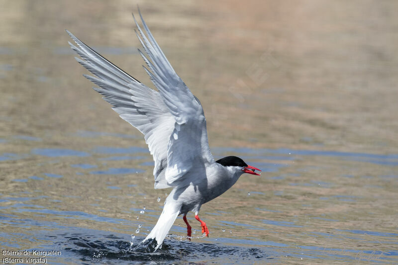 Kerguelen Ternadult breeding, fishing/hunting