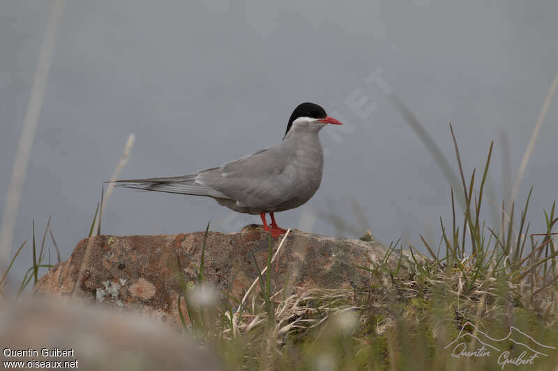 Kerguelen Ternadult breeding, identification