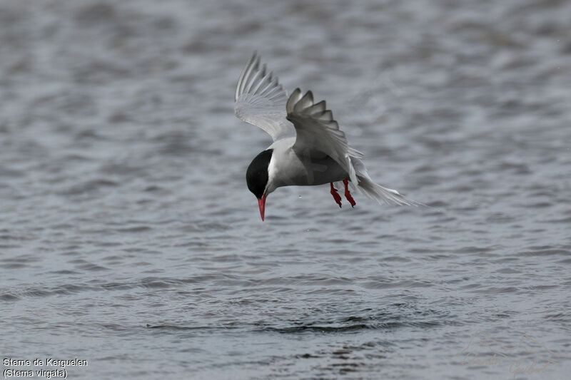 Kerguelen Tern