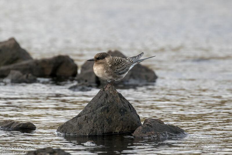 Kerguelen Tern