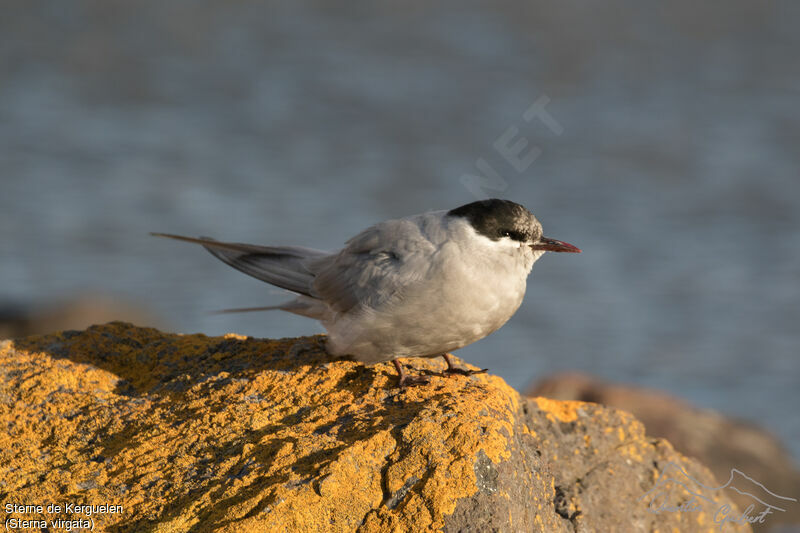 Kerguelen Tern