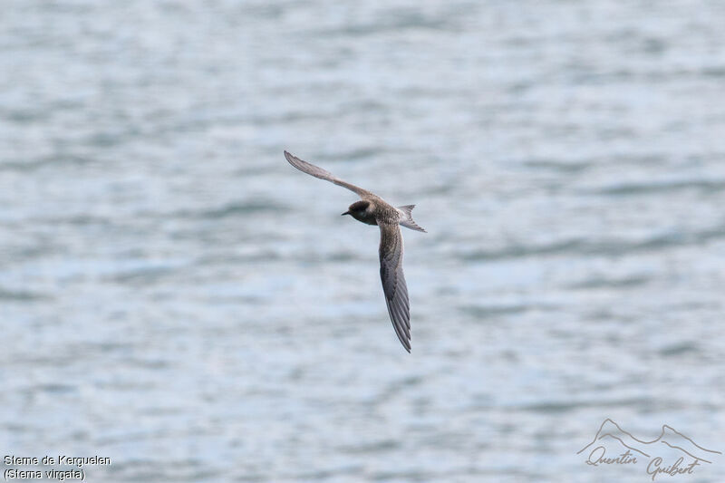 Kerguelen Tern