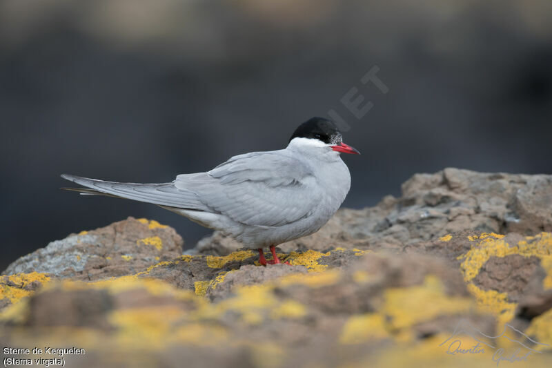 Sterne de Kerguelen