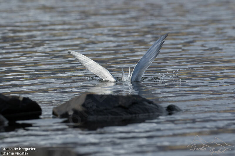 Kerguelen Tern