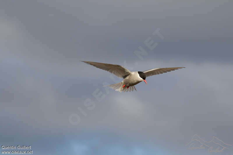 Kerguelen Ternadult, Flight, fishing/hunting